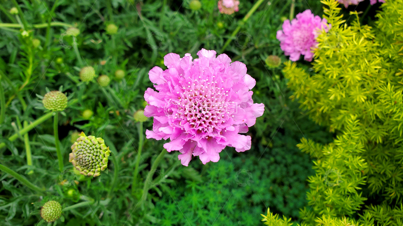 高清大图下载【趣麦麦图】蓝盆花花卉花朵花苞花瓣花蕊花丛