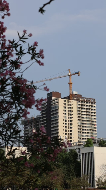 城市建筑与春花共舞