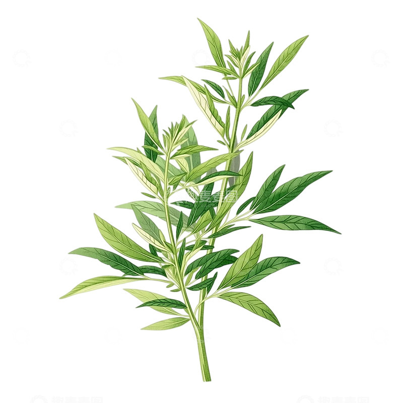高清大图下载【趣麦麦图】绿色芳香的艾草精灵舞姿