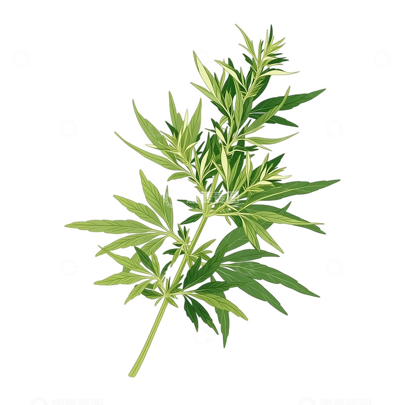 高清大图下载【趣麦麦图】细腻翠绿艾草繁茂图谱