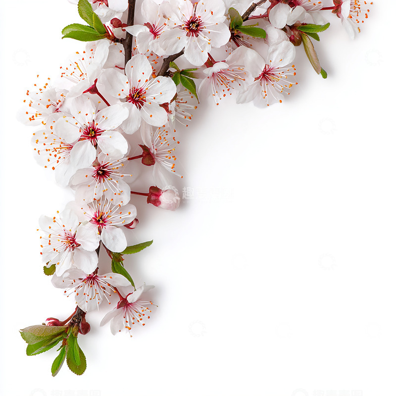 高清大图下载【趣麦麦图】春日花影缀满角落奇迹