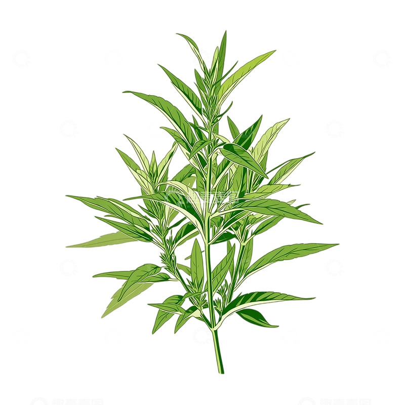 高清大图下载【趣麦麦图】药用艾草的生机与神秘