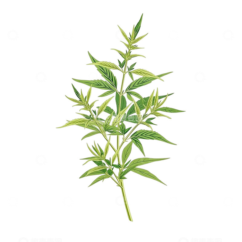 高清大图下载【趣麦麦图】艾草芳香悠远的古韵