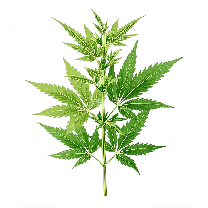 高清大图下载【趣麦麦图】神秘艾草的生命之舞