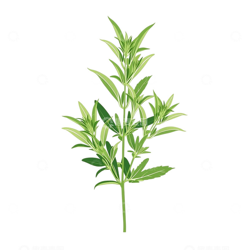 高清大图下载【趣麦麦图】绿意盎然的艾草繁茂景观