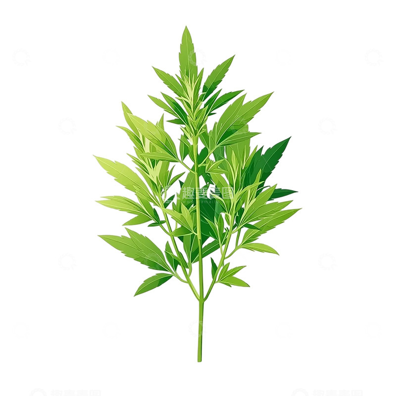 高清大图下载【趣麦麦图】灵动翠意艾草的生命律动