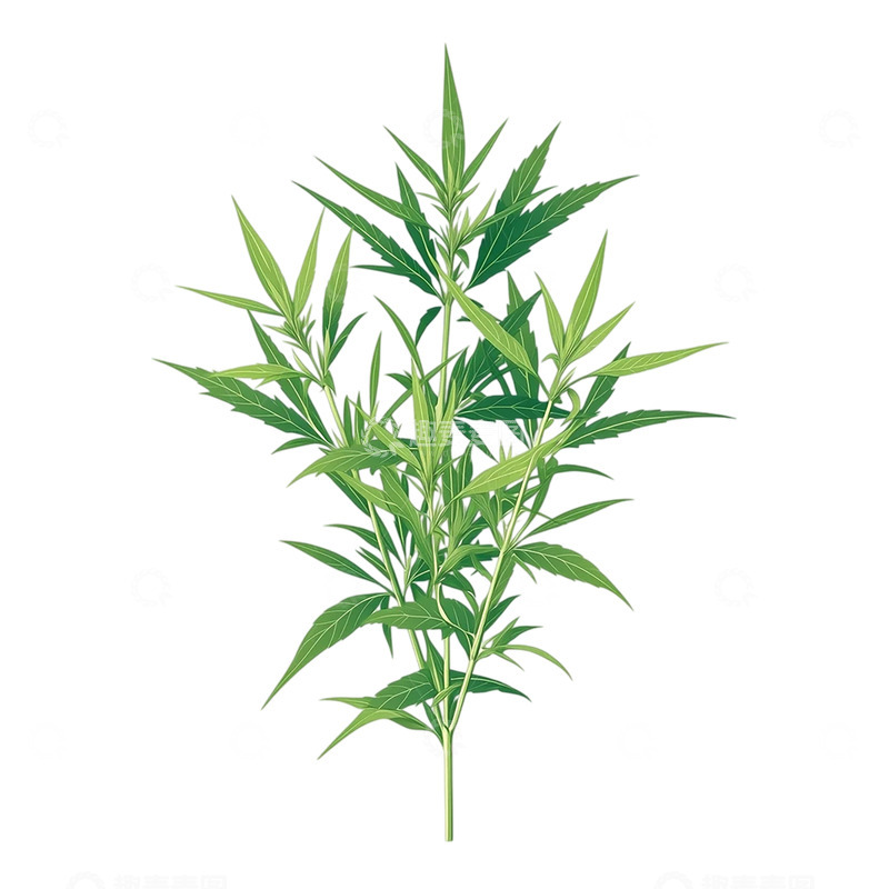 高清大图下载【趣麦麦图】灵动自然的艾草之韵