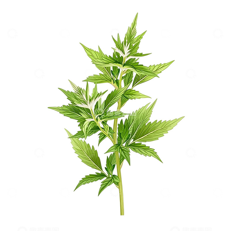 高清大图下载【趣麦麦图】艾草诗意绿意绽放