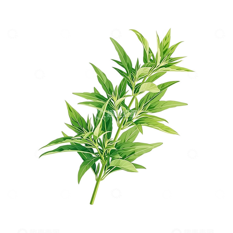 高清大图下载【趣麦麦图】草木之魂艾草盛放