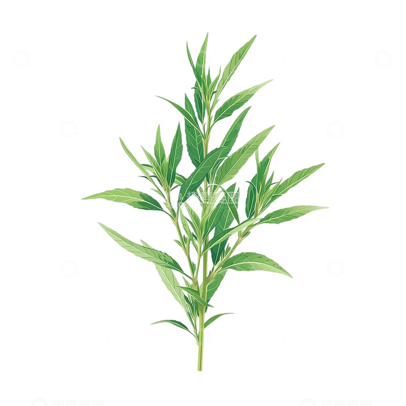 高清大图下载【趣麦麦图】神秘艾草的翠绿生命力