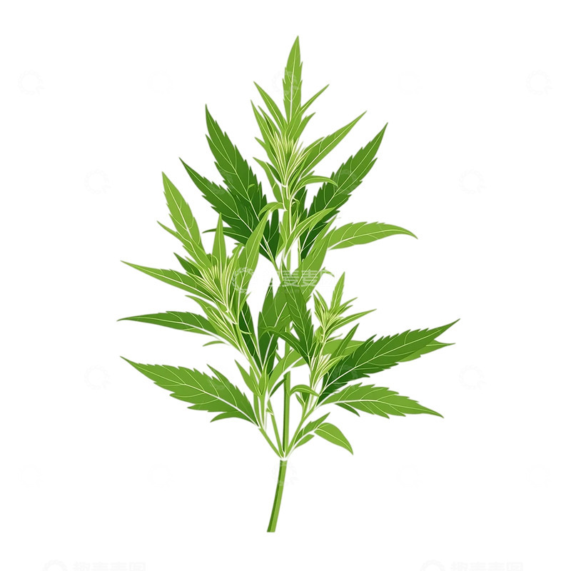 高清大图下载【趣麦麦图】神秘艾草的翠绿奇迹