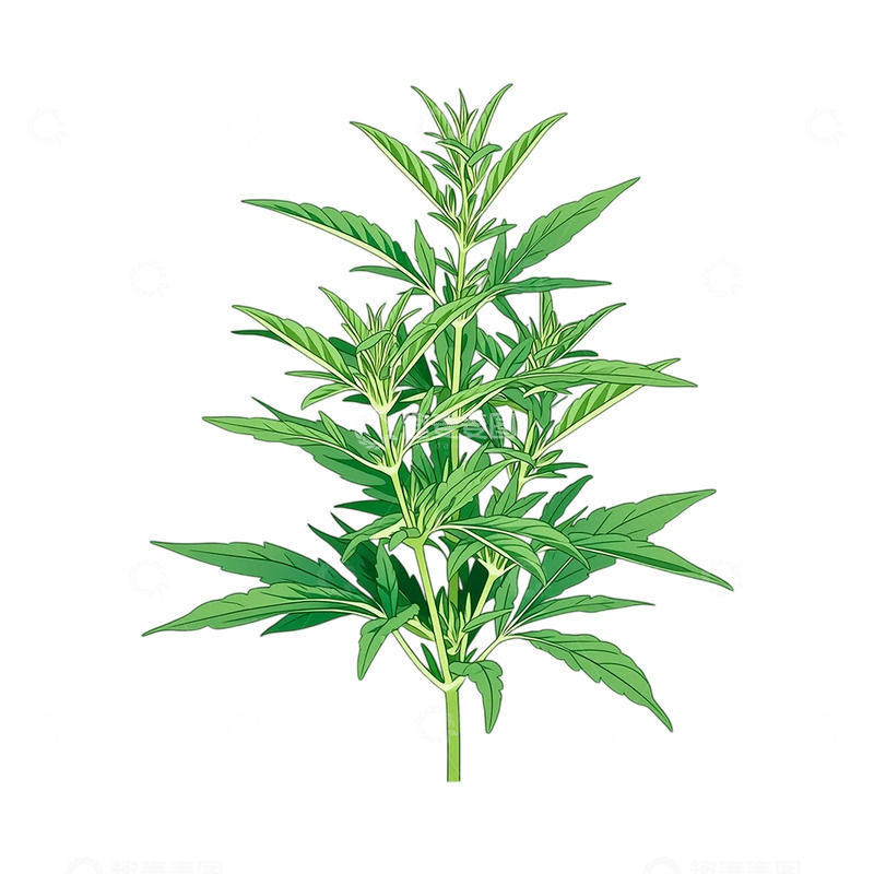 高清大图下载【趣麦麦图】艾草幽香缭绕古韵飘逸