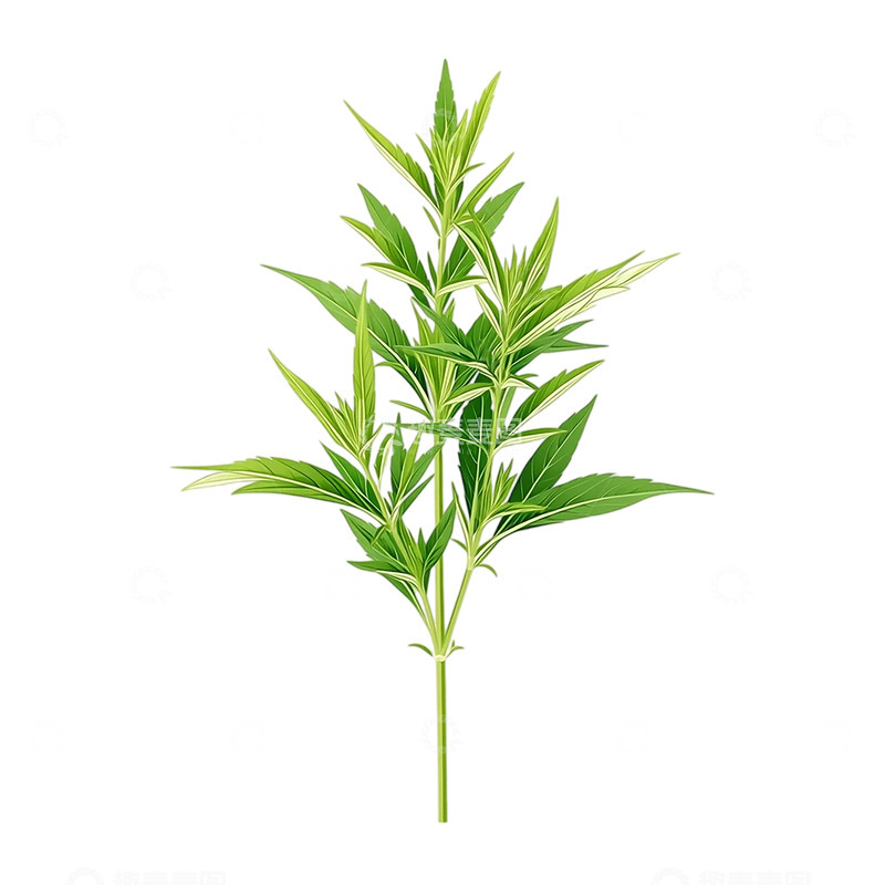 高清大图下载【趣麦麦图】艾草的绿色奇迹光影流转