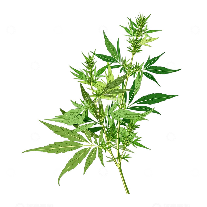 高清大图下载【趣麦麦图】绿意盎然的艾草盛景