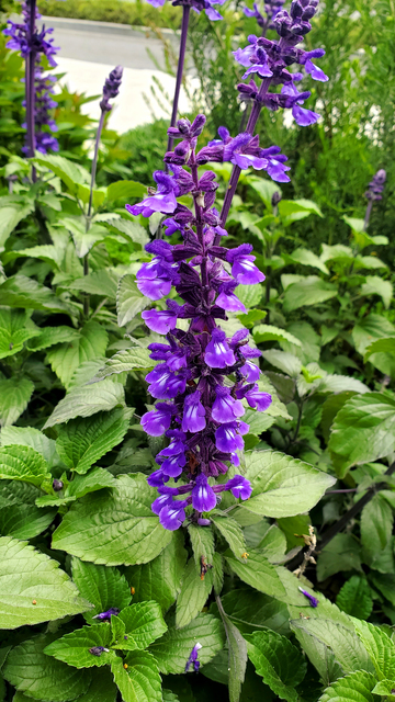 蓝花鼠尾草花穗花序花朵花丛绿叶