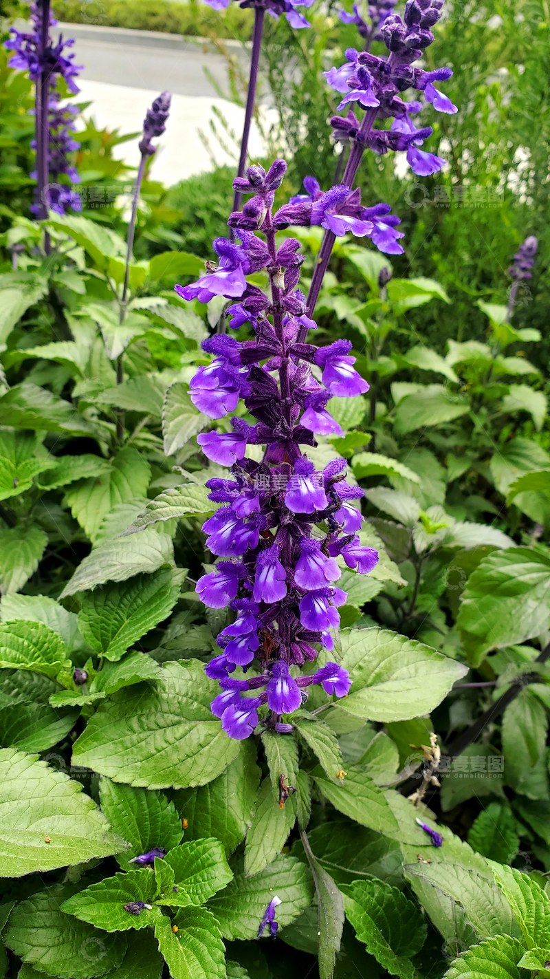 高清大图下载【趣麦麦图】蓝花鼠尾草花穗花序花朵花丛绿叶