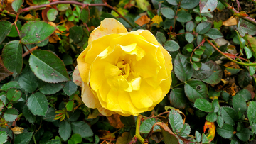 香水月季花黄花花朵花卉花瓣绿叶