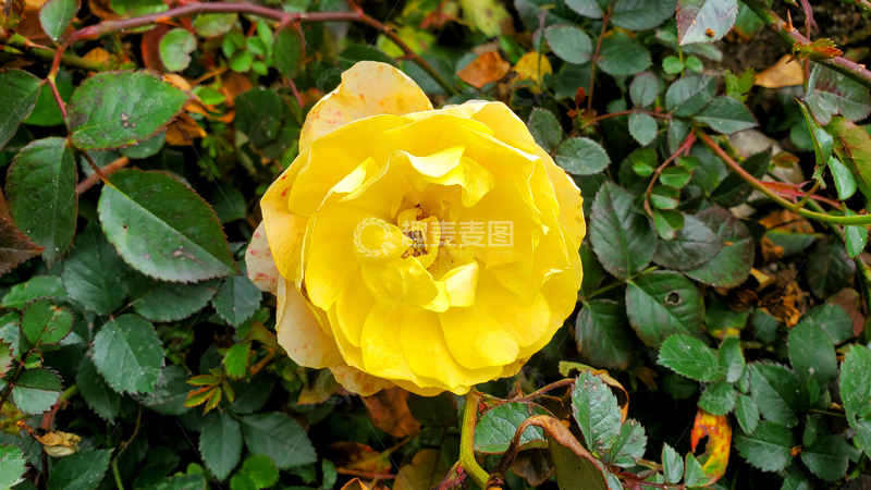 高清大图下载【趣麦麦图】香水月季花黄花花朵花卉花瓣绿叶