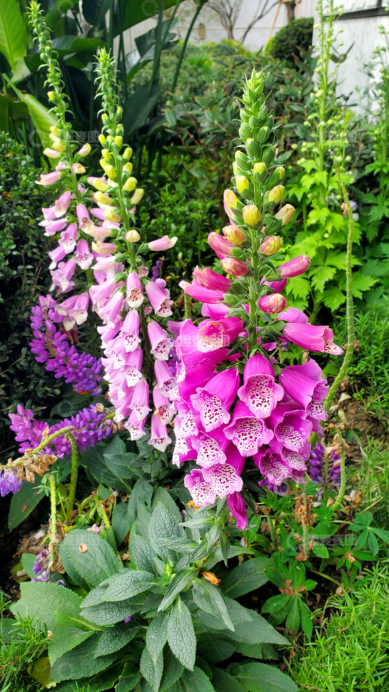 高清大图下载【趣麦麦图】毛地黄洋地黄吊钟花花朵花卉花苞花序