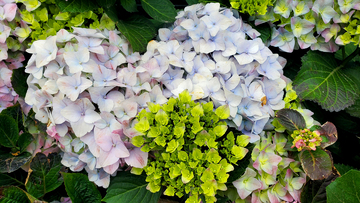 紫阳花绣球花花簇花丛花卉花瓣