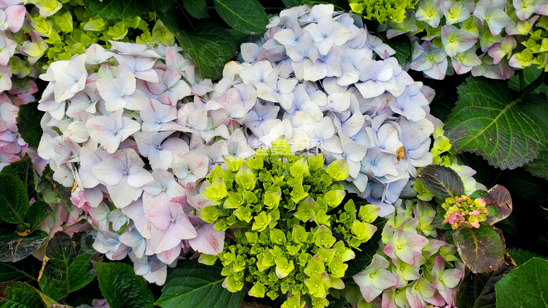 高清大图下载【趣麦麦图】紫阳花绣球花花簇花丛花卉花瓣