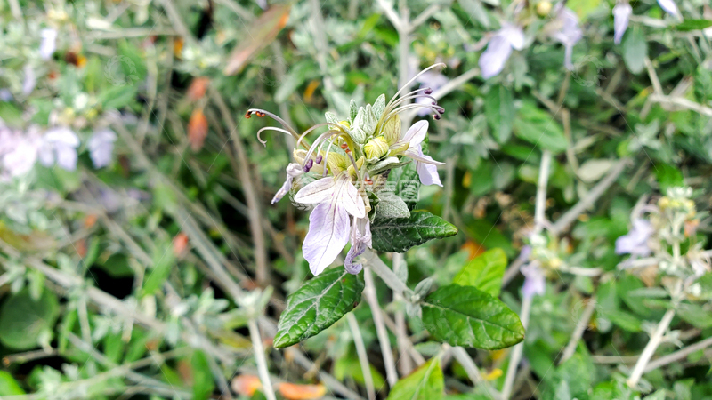 高清大图下载【趣麦麦图】水果蓝花朵花卉花蕊花瓣绿叶植物