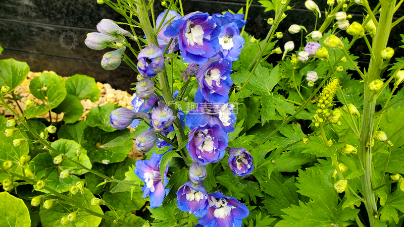 高清大图下载【趣麦麦图】高翠雀花花序花穗花朵花卉花苞花丛