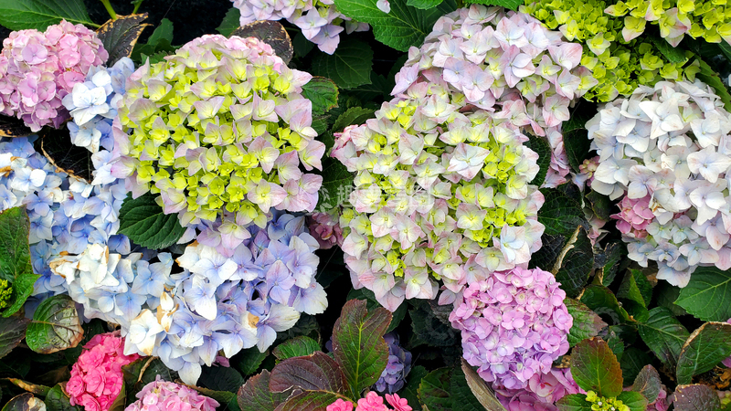 高清大图下载【趣麦麦图】绣球花紫阳花花簇花丛花卉花瓣