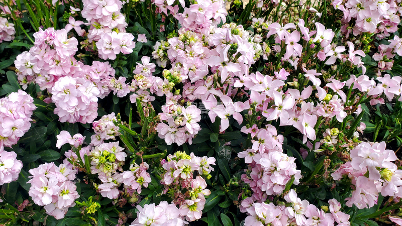 高清大图下载【趣麦麦图】紫罗兰花朵花卉花丛花簇花瓣花蕾