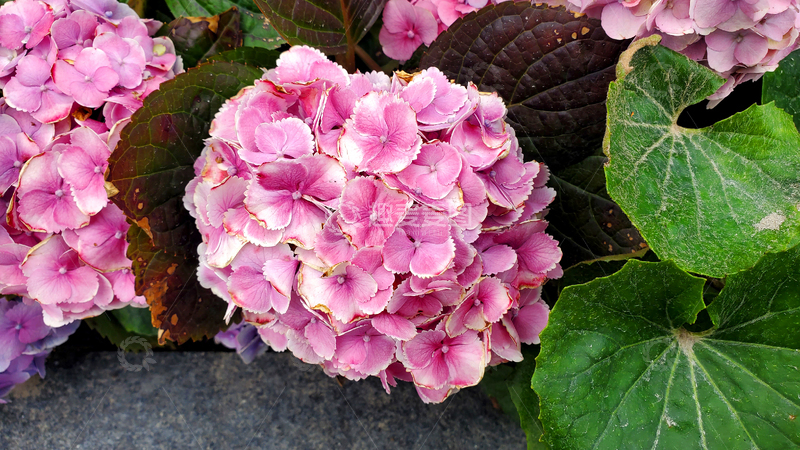 高清大图下载【趣麦麦图】玫红绣球花花簇花球花朵花卉花瓣