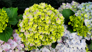 黄色绣球花花簇花球花朵花卉花瓣