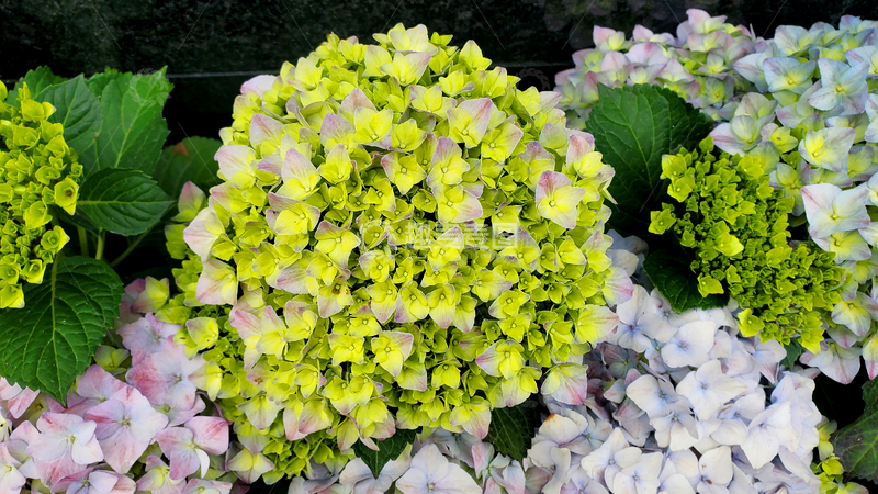 高清大图下载【趣麦麦图】黄色绣球花花簇花球花朵花卉花瓣