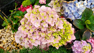 粉色绣球花花簇花球花朵花卉花瓣