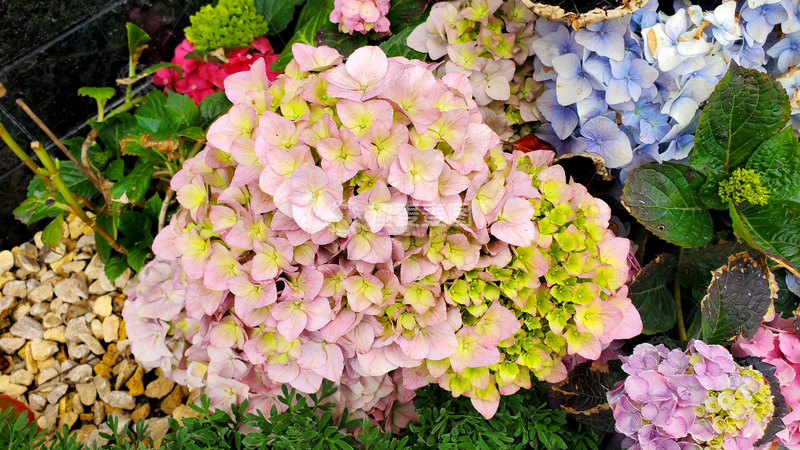 高清大图下载【趣麦麦图】粉色绣球花花簇花球花朵花卉花瓣