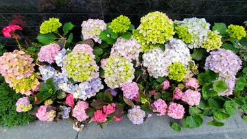 绣球花紫阳花八仙花花朵花卉花丛