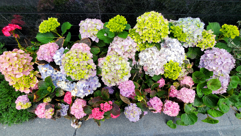 高清大图下载【趣麦麦图】绣球花紫阳花八仙花花朵花卉花丛