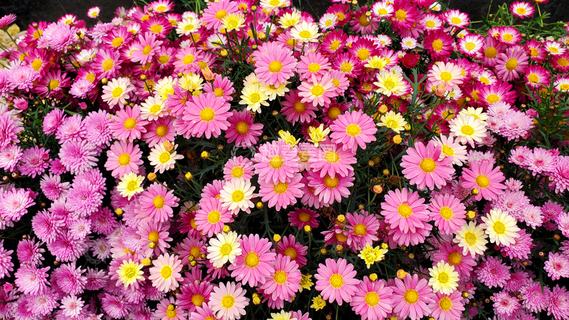 高清大图下载【趣麦麦图】花朵花卉花丛花簇花瓣花蕊花蕾花海