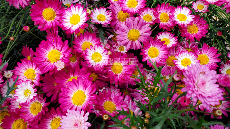 高清大图下载【趣麦麦图】玛格丽特菊花花朵花卉花瓣花蕊花丛