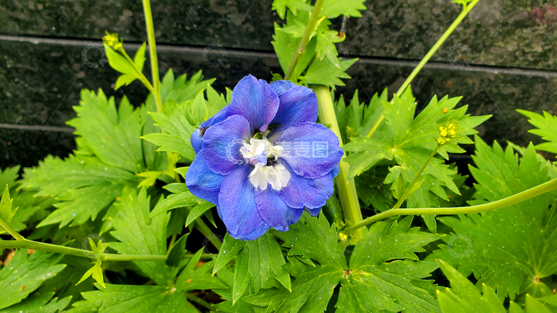 高清大图下载【趣麦麦图】高翠雀花花卉花瓣花蕊花朵藤蔓绿叶