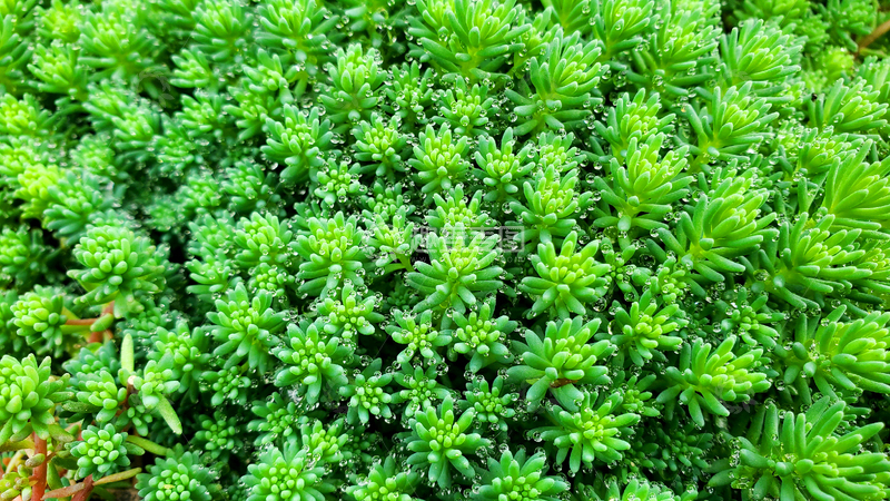 高清大图下载【趣麦麦图】薄雪万年草矶小松多肉植物青草