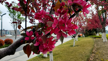 海棠花海棠树花枝树枝树干花朵花卉