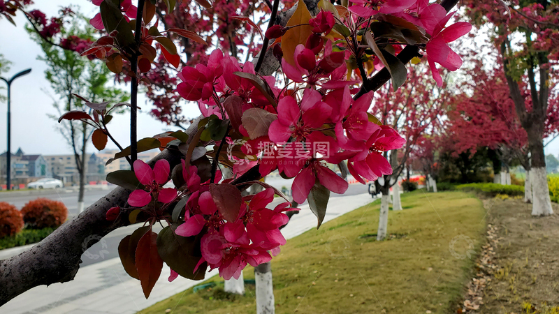 高清大图下载【趣麦麦图】海棠花海棠树花枝树枝树干花朵花卉