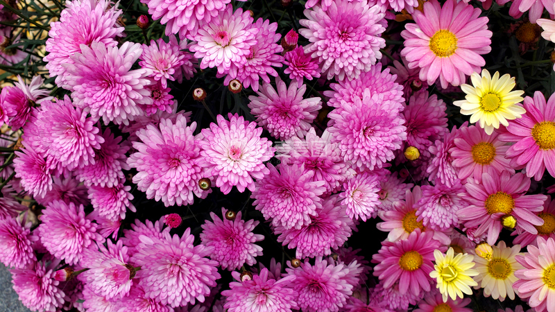 高清大图下载【趣麦麦图】千头菊菊花花丛花簇花朵花卉花瓣