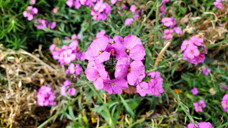 高清大图下载【趣麦麦图】欧亚香花芥花朵花卉花球花瓣植物