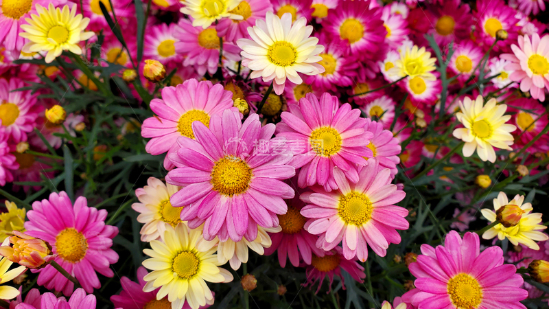 高清大图下载【趣麦麦图】花丛花簇花海花朵花卉花瓣花蕊