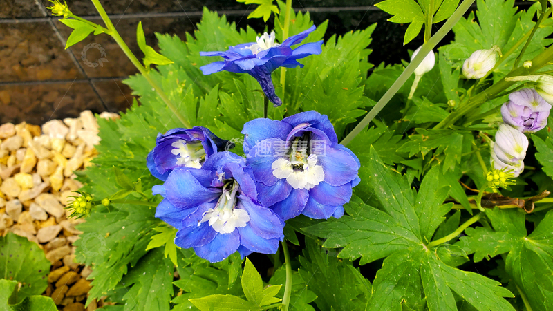 高清大图下载【趣麦麦图】高翠雀花花朵花卉花蕊绿叶植物