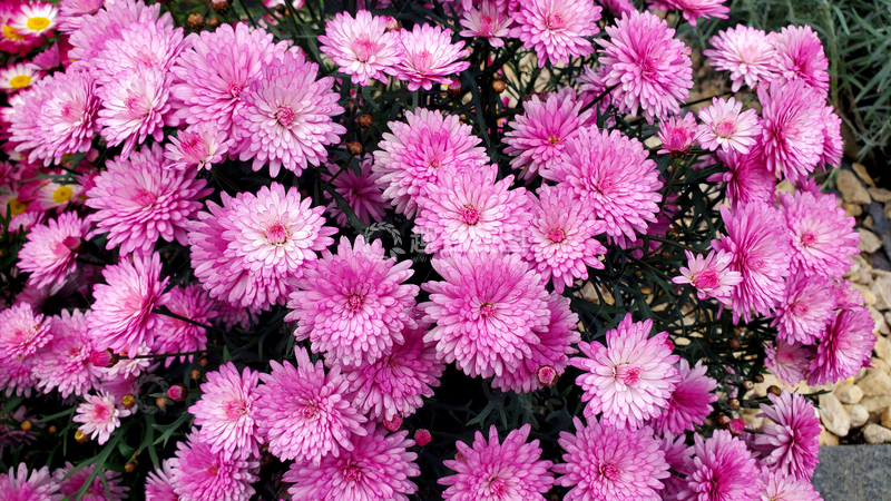 高清大图下载【趣麦麦图】千头菊菊花花朵花卉花瓣花蕊花丛花簇