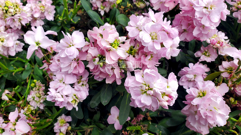 高清大图下载【趣麦麦图】紫罗兰花簇花丛花朵花卉花瓣花蕊