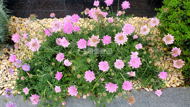 高清大图下载【趣麦麦图】蓝盆花花朵花卉花苞花丛草丛植物