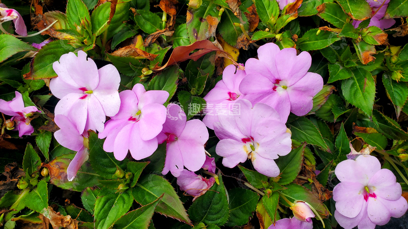 高清大图下载【趣麦麦图】五彩凤仙花花朵花卉花瓣花丛绿叶植物